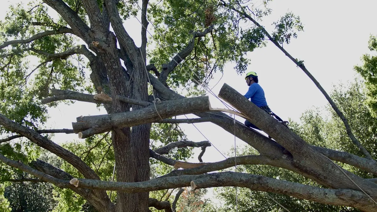 Professional Hazardous Tree Removal performed by certified arborists in Roberts