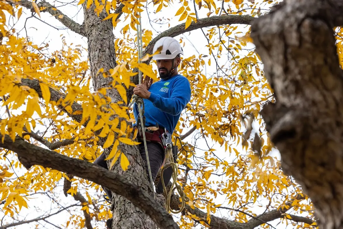 Skilled Tree Transplanting crew working in Roberts